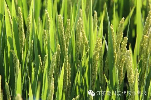 江蘇勤川現(xiàn)代農(nóng)業(yè)科技有限公司企業(yè)標(biāo)準(zhǔn)